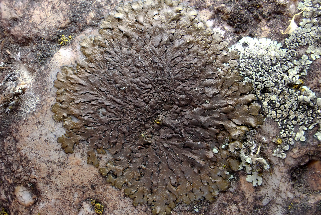 k-Xanthoparmelia_01.png