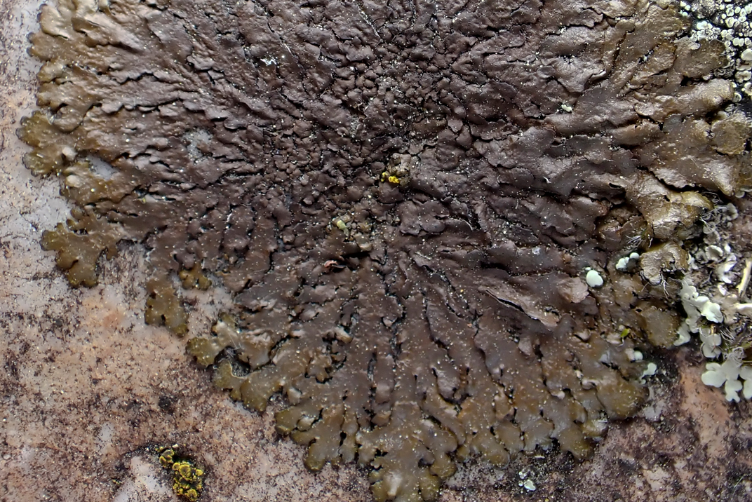 k-Xanthoparmelia_02.png
