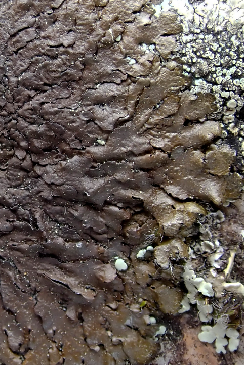 k-Xanthoparmelia_03.png