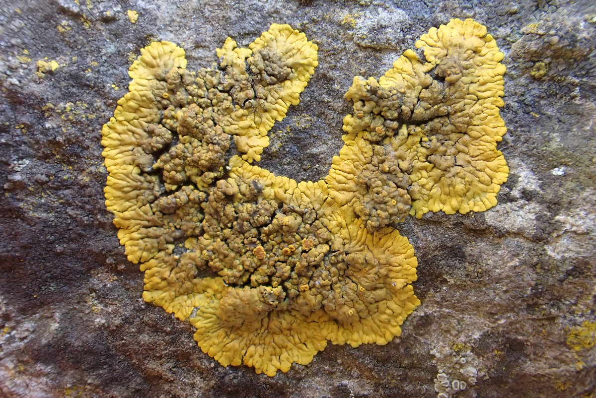 Variospora flavescens_Hepps Schönfleck_Bad Münstereifel_02.JPG