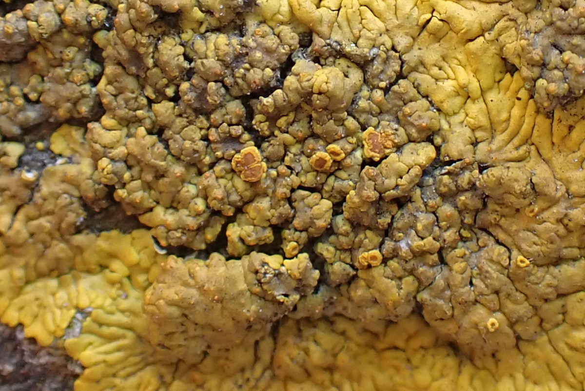 Variospora flavescens_Hepps Schönfleck_Bad Münstereifel_04.jpg