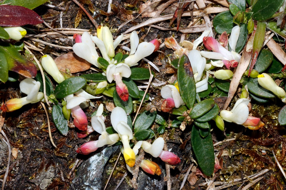 Polygaloides chamaebuxus Wojaleite Wurlitz 2025 A01.jpg