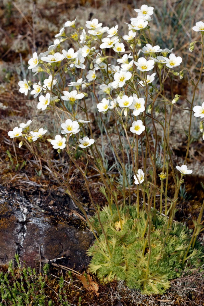 Saxifraga rosacea Wojaleite Wurlitz 2025 A06.jpg