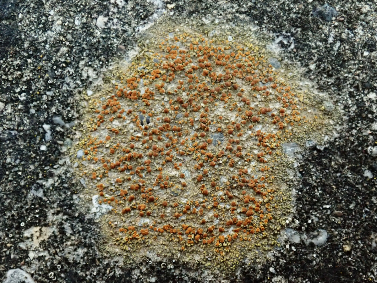 Mauerflechte-a_ cf. Gyalolechia flavovirescens_03-2025.jpg