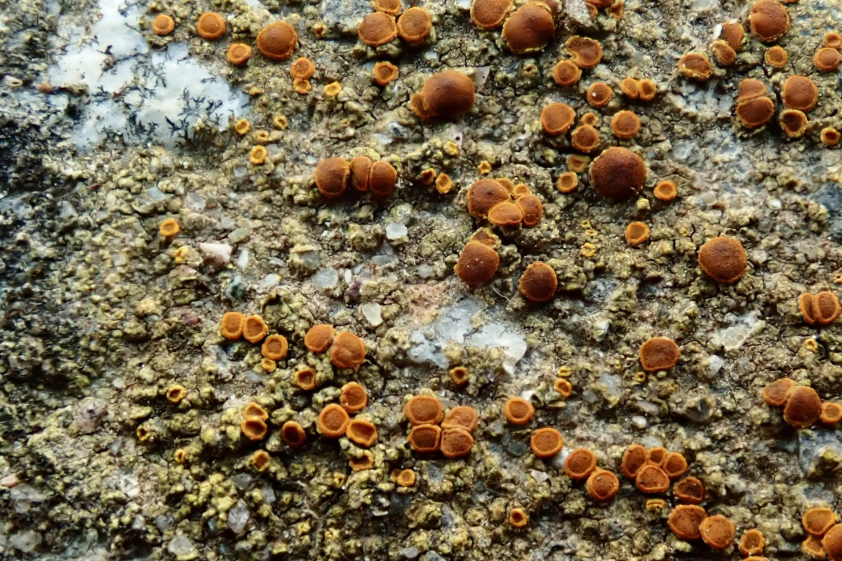 Mauerflechte-c_ cf. Gyalolechia flavovirescens_03-2025.jpg