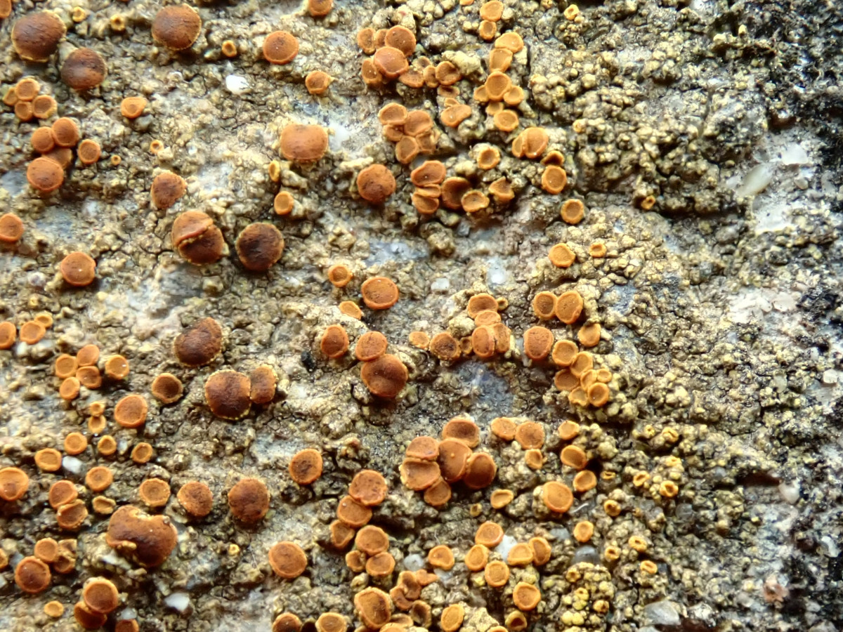 Mauerflechte-d_ cf. Gyalolechia flavovirescens_03-2025.jpg
