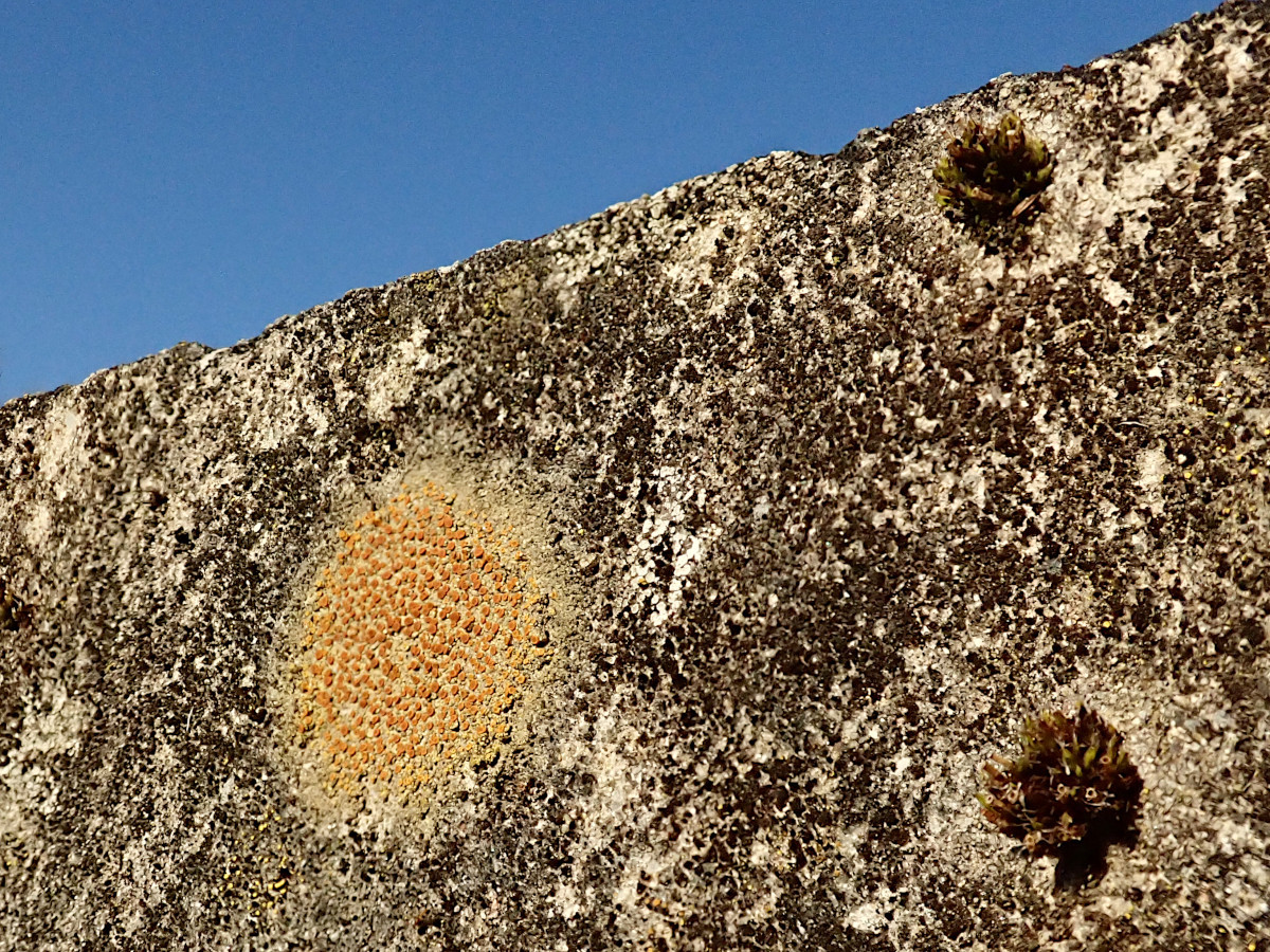 Mauerflechte-e_ cf. Gyalolechia flavovirescens_03-2025.jpg