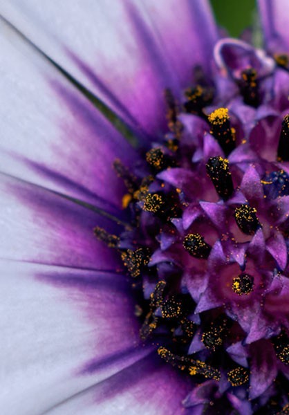 4_Blüte_bearb_Macro_Ausschnitt.jpg