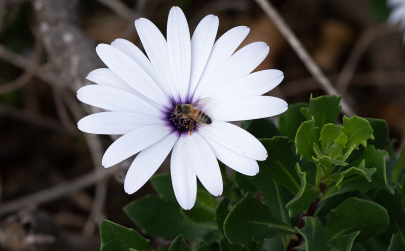 6_Blüte_mit_Biene.jpg
