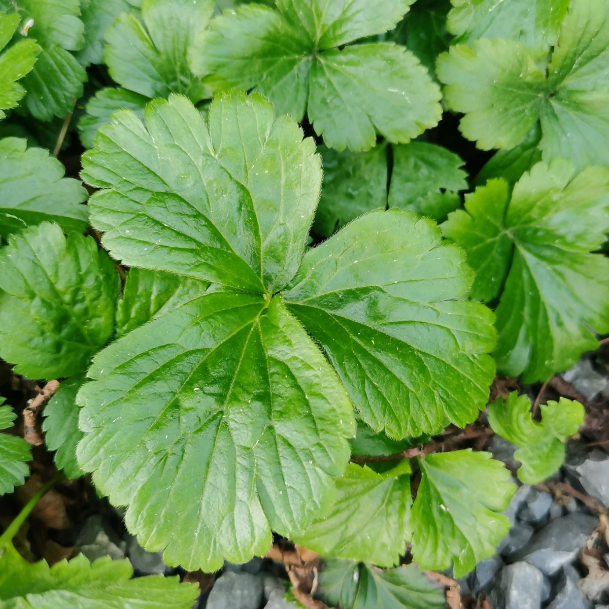 林石草，拍摄于诊所附近，果期 (6).jpg