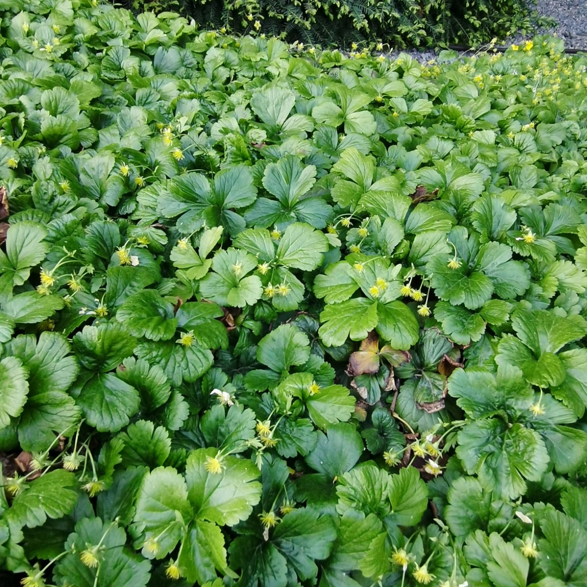 林石草，拍摄于诊所附近，果期 (4).jpg