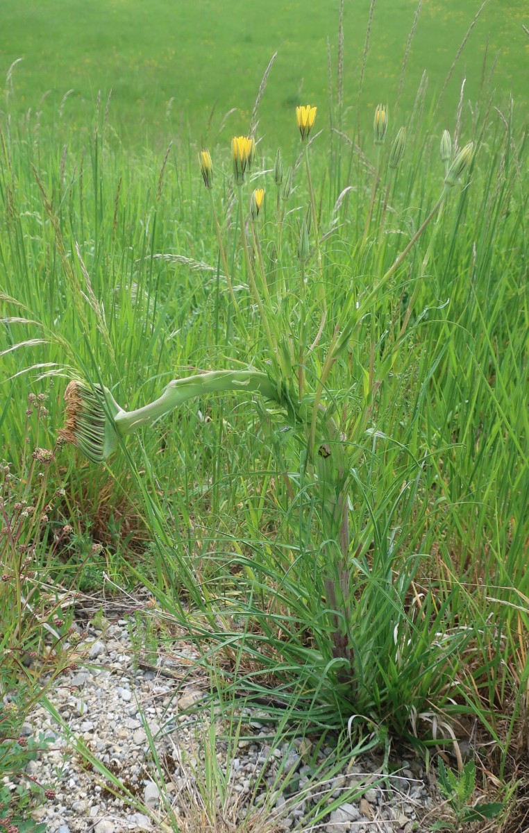 Tragopogon pratensis 2_Egling_2025-05-09.jpg