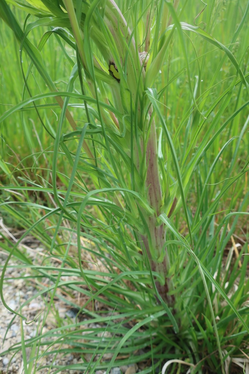 Tragopogon pratensis 3_Egling_2025-05-09.jpg