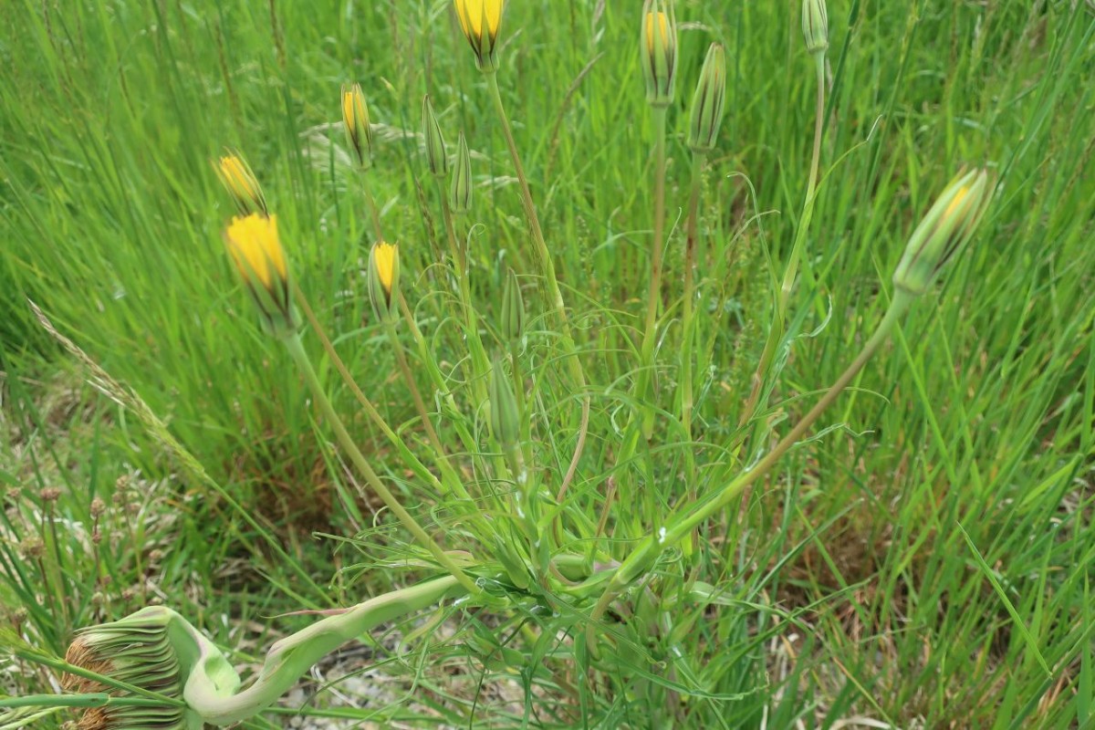 Tragopogon pratensis 4_Egling_2025-05-09.jpg