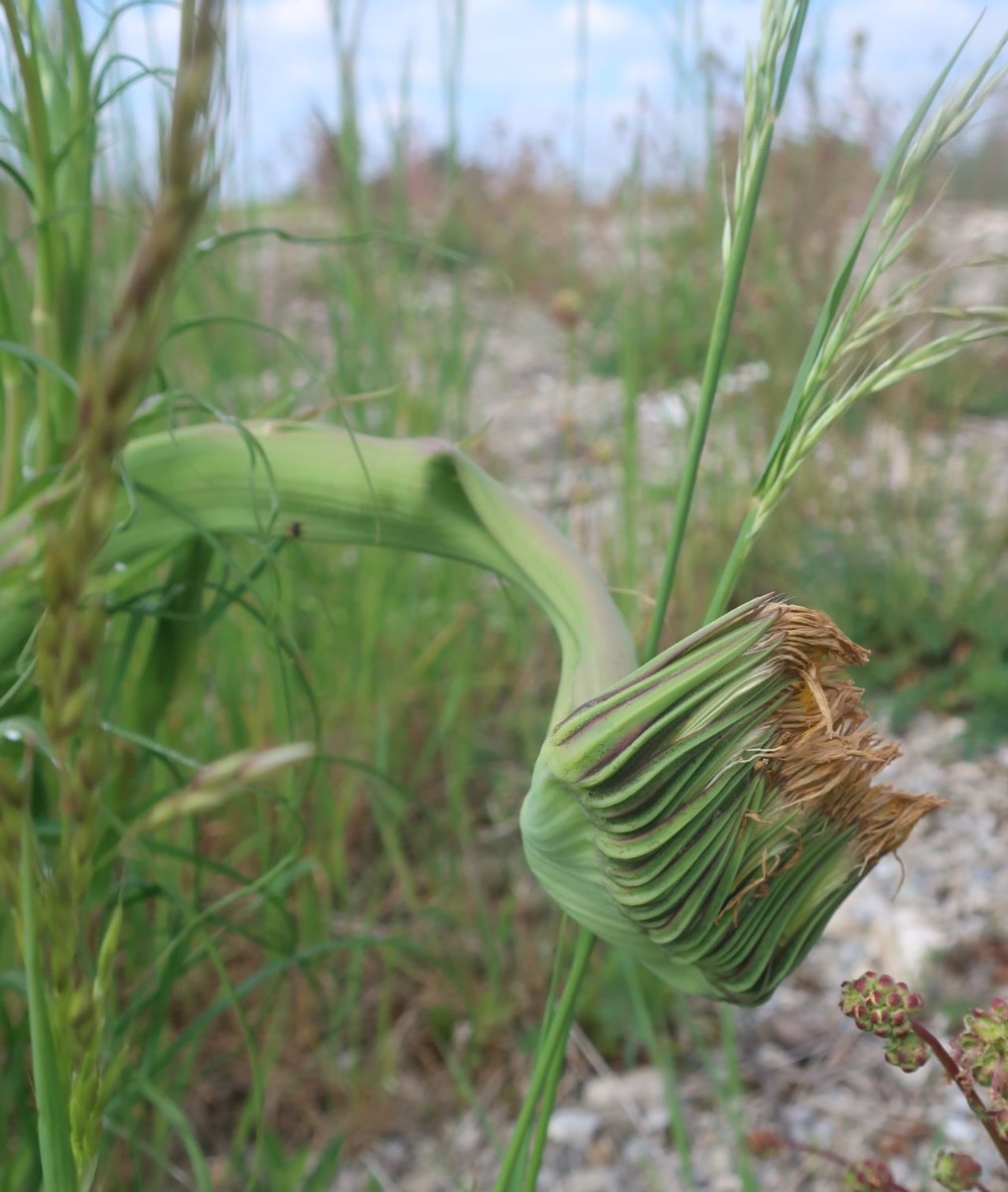 Tragopogon pratensis 5_Egling_2025-05-09.jpg