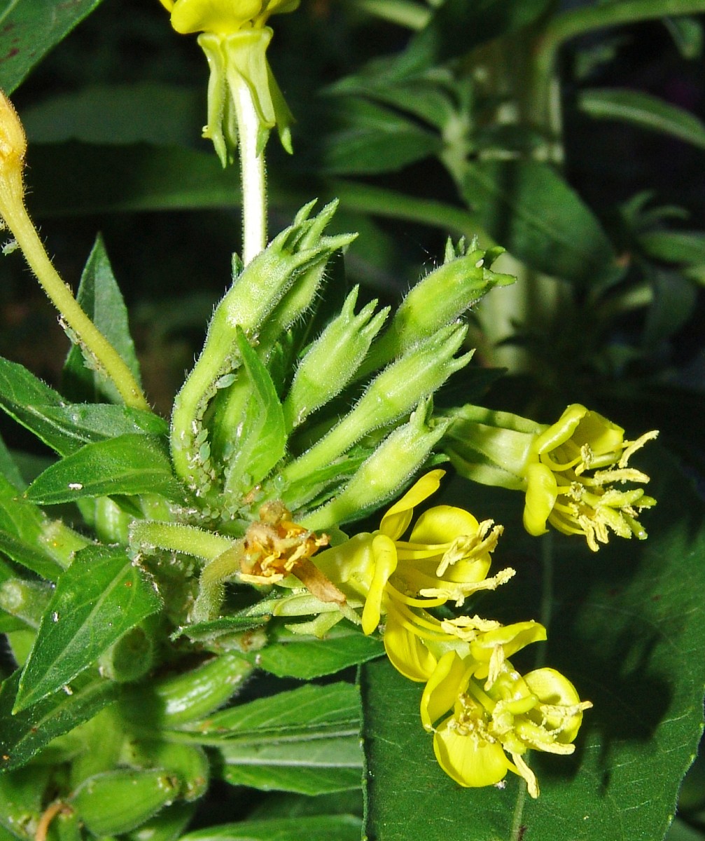 Oenothera parviflora ex Osten GartenWe20 G43.jpg