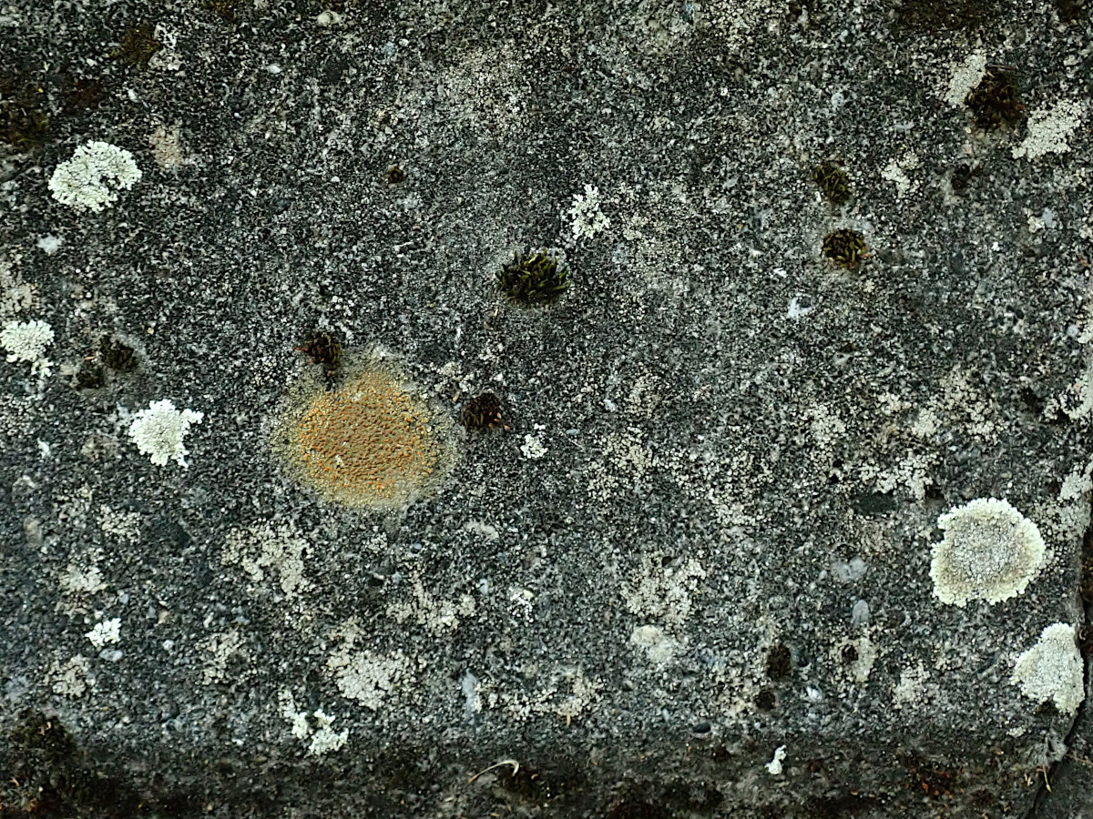 Gyalolechia flavovirescens auf älteren Betonformteilen-b.jpg