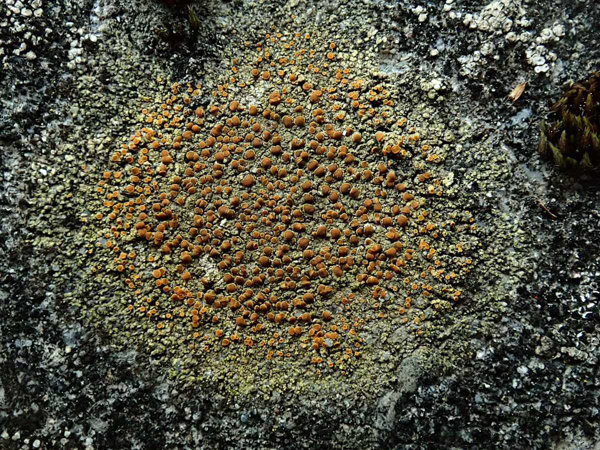 Gyalolechia flavovirescens auf älteren Betonformteilen-c.jpg