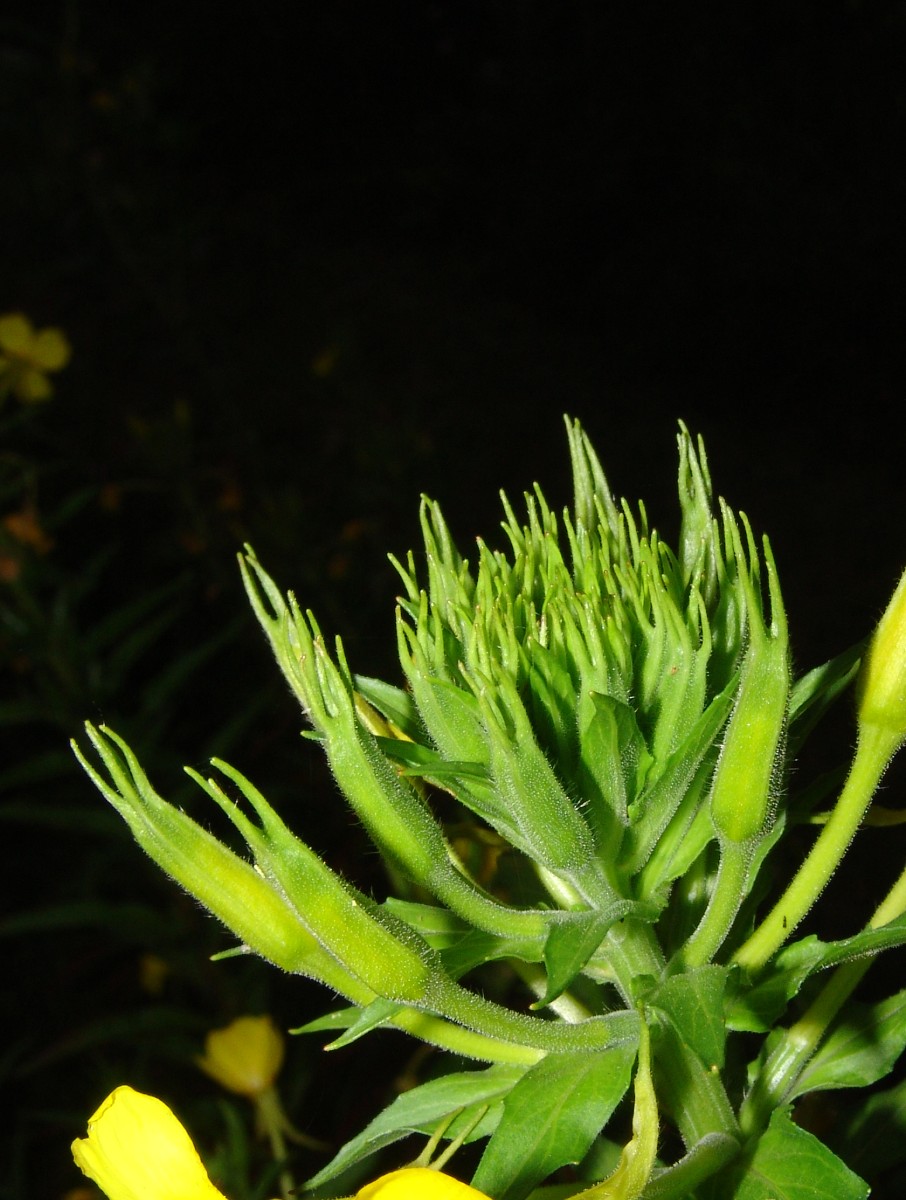 Oenothera subterminalis hortKiesewetter 2019 G04.jpg