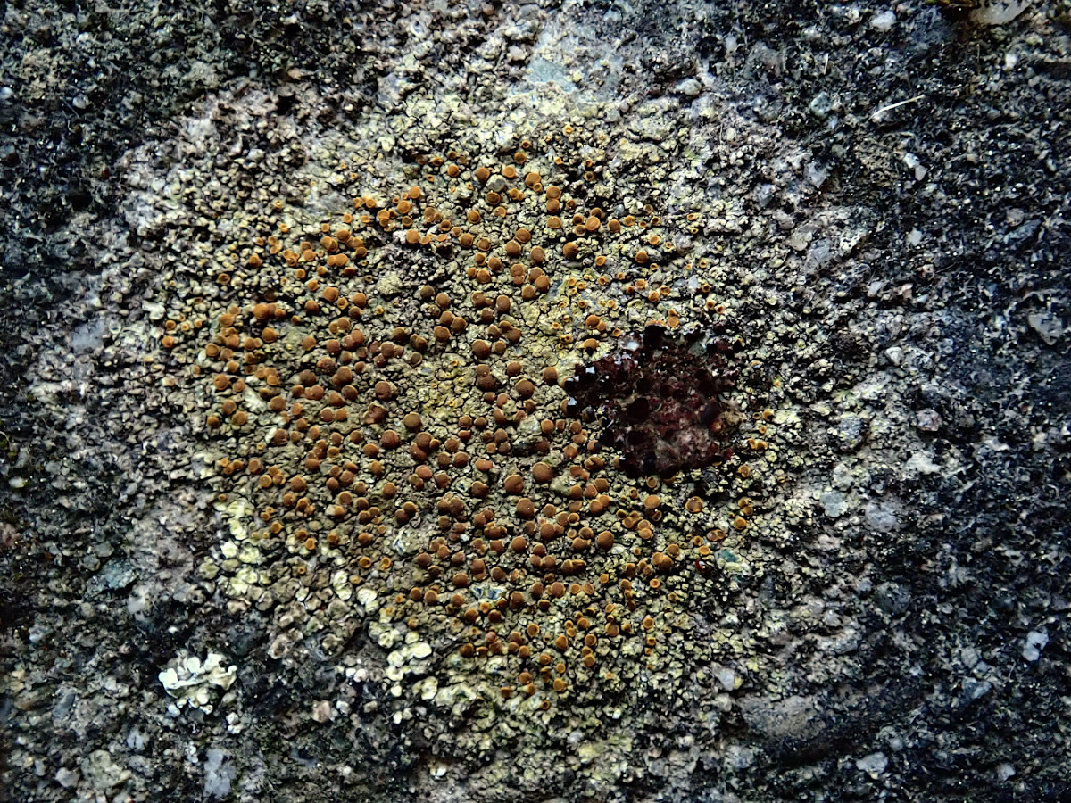 Gyalolechia flavovirescens auf älteren Betonformteilen-d.jpg