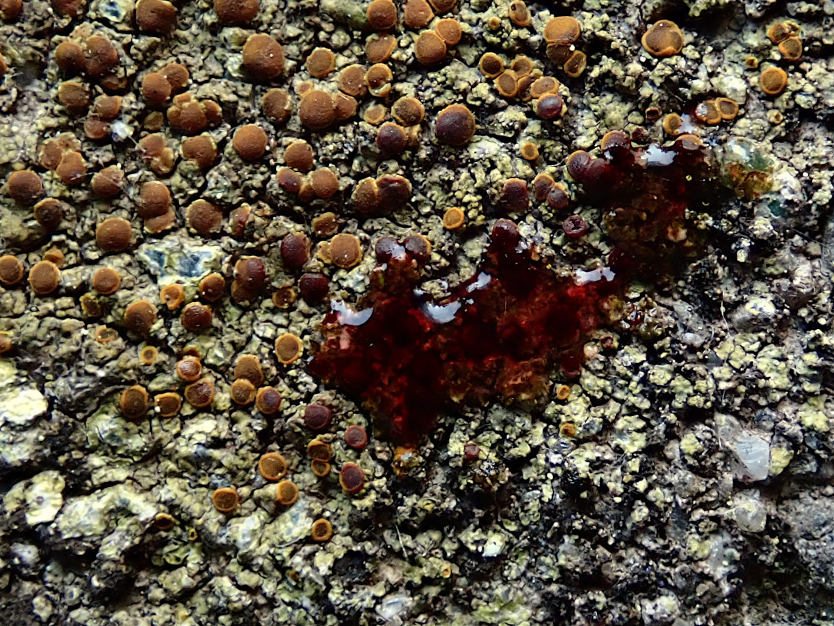 Gyalolechia flavovirescens auf älteren Betonformteilen-e.jpg
