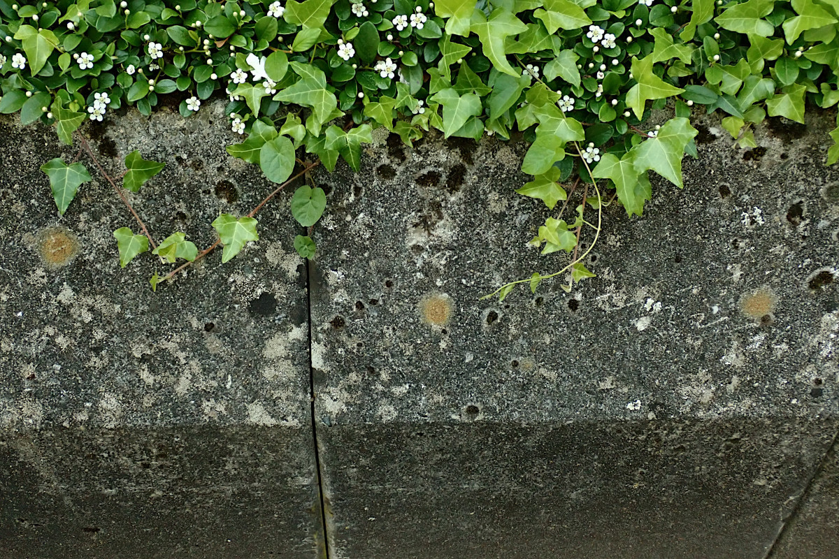 Gyalolechia flavovirescens auf älteren Betonformteilen-a.jpg
