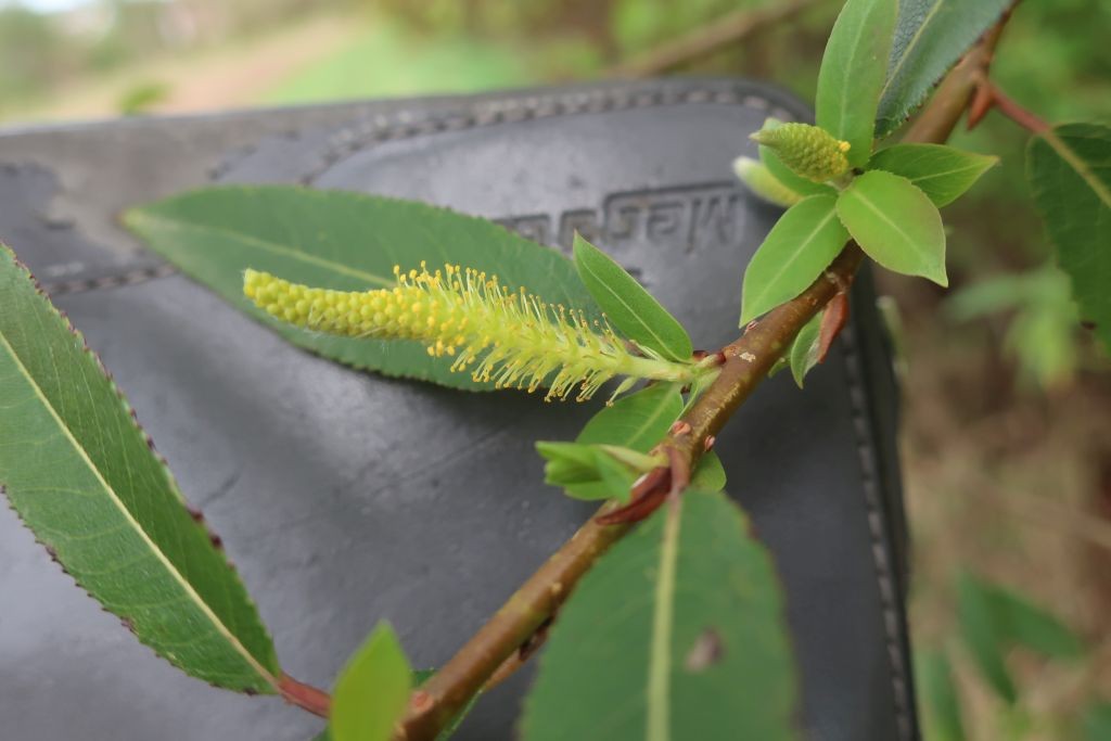 2022-09-11_Salix triandra ssp triandra 2_Reundorf.jpg