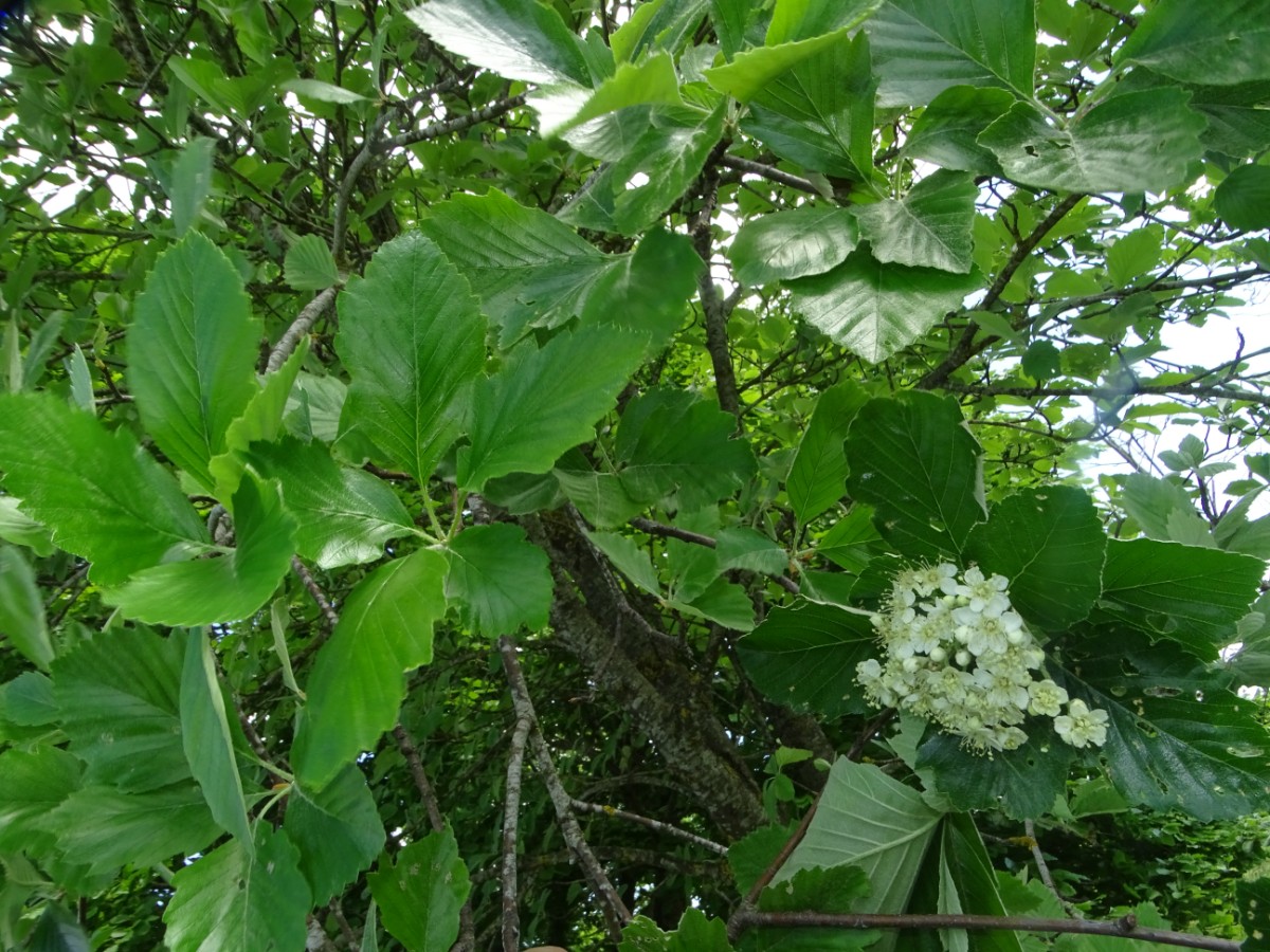 DSC01234.JPG