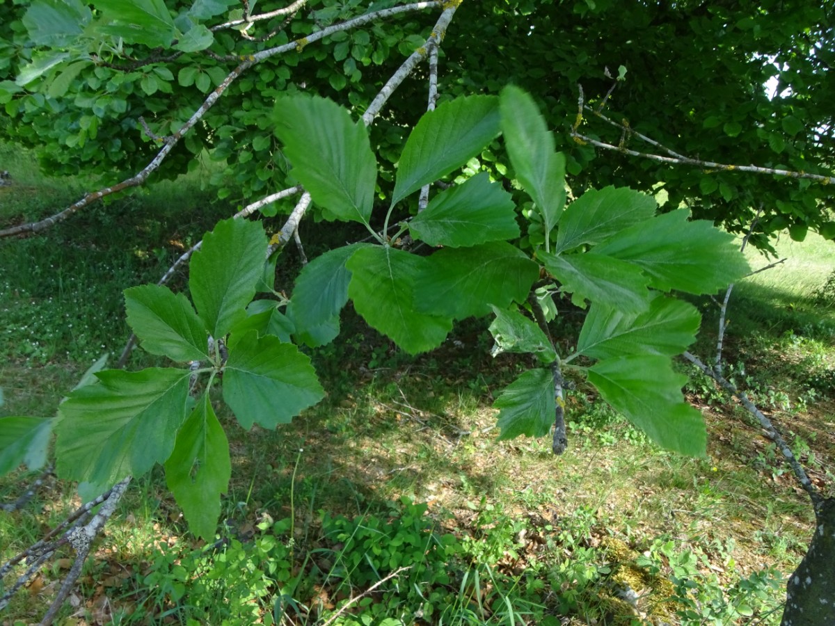 DSC01235.JPG