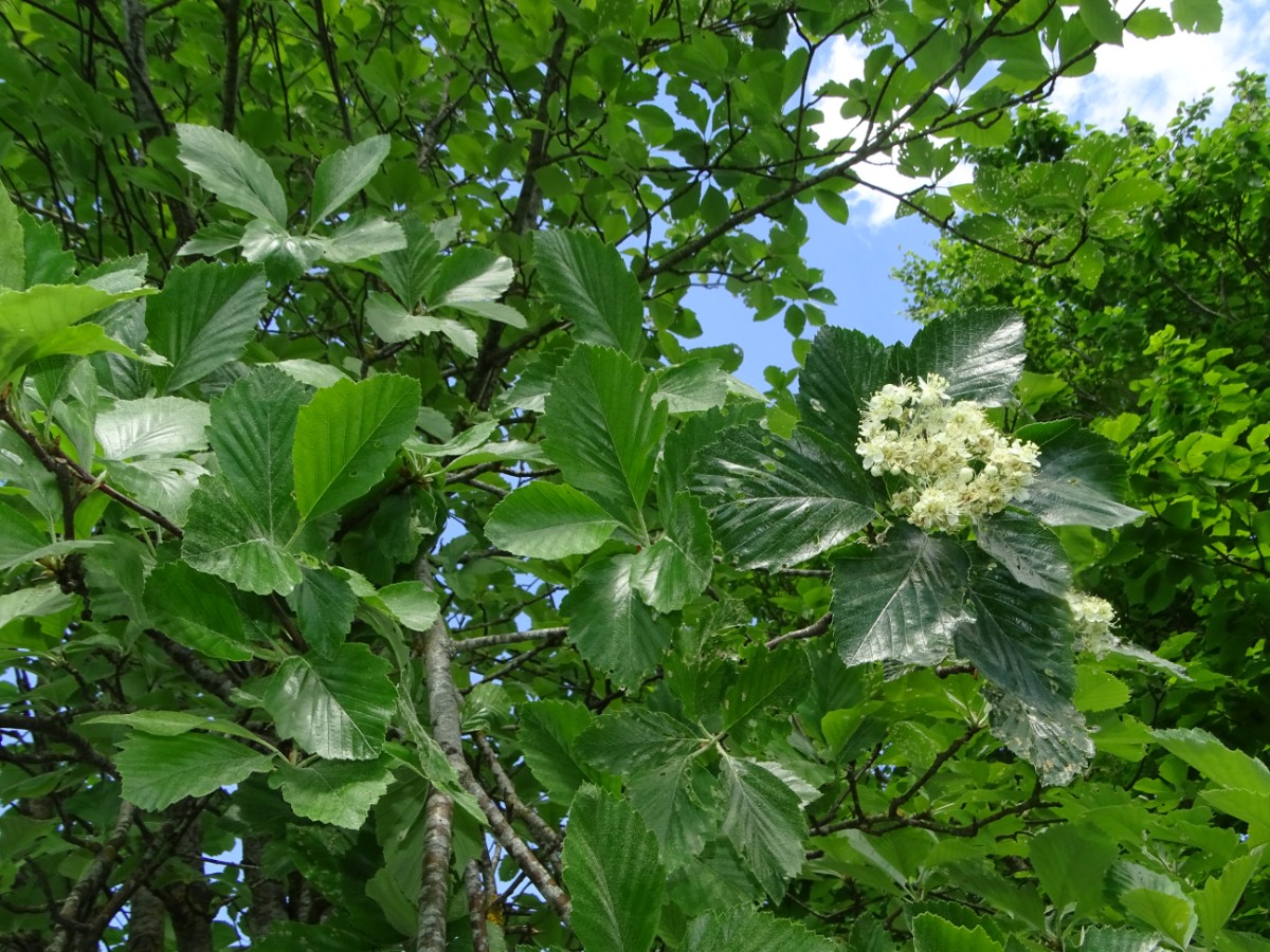 DSC01236.JPG