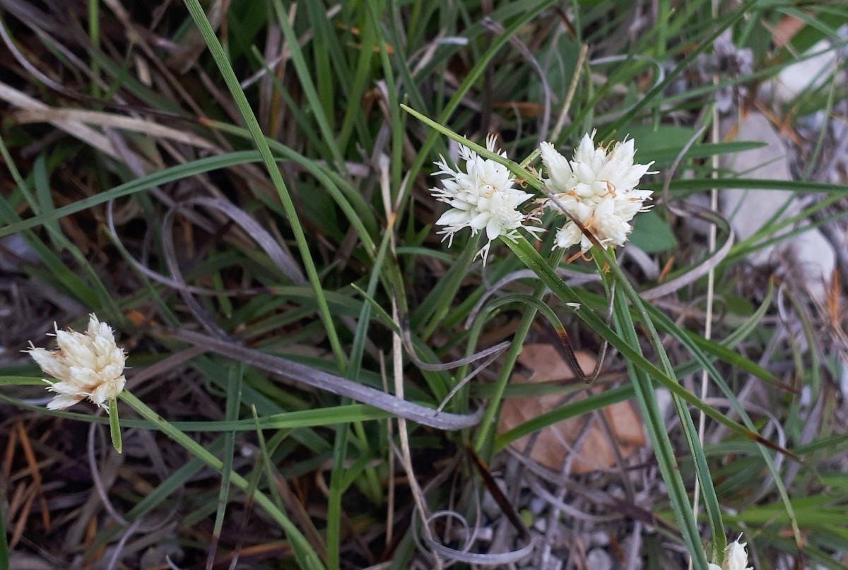 carex_baldensis.jpg
