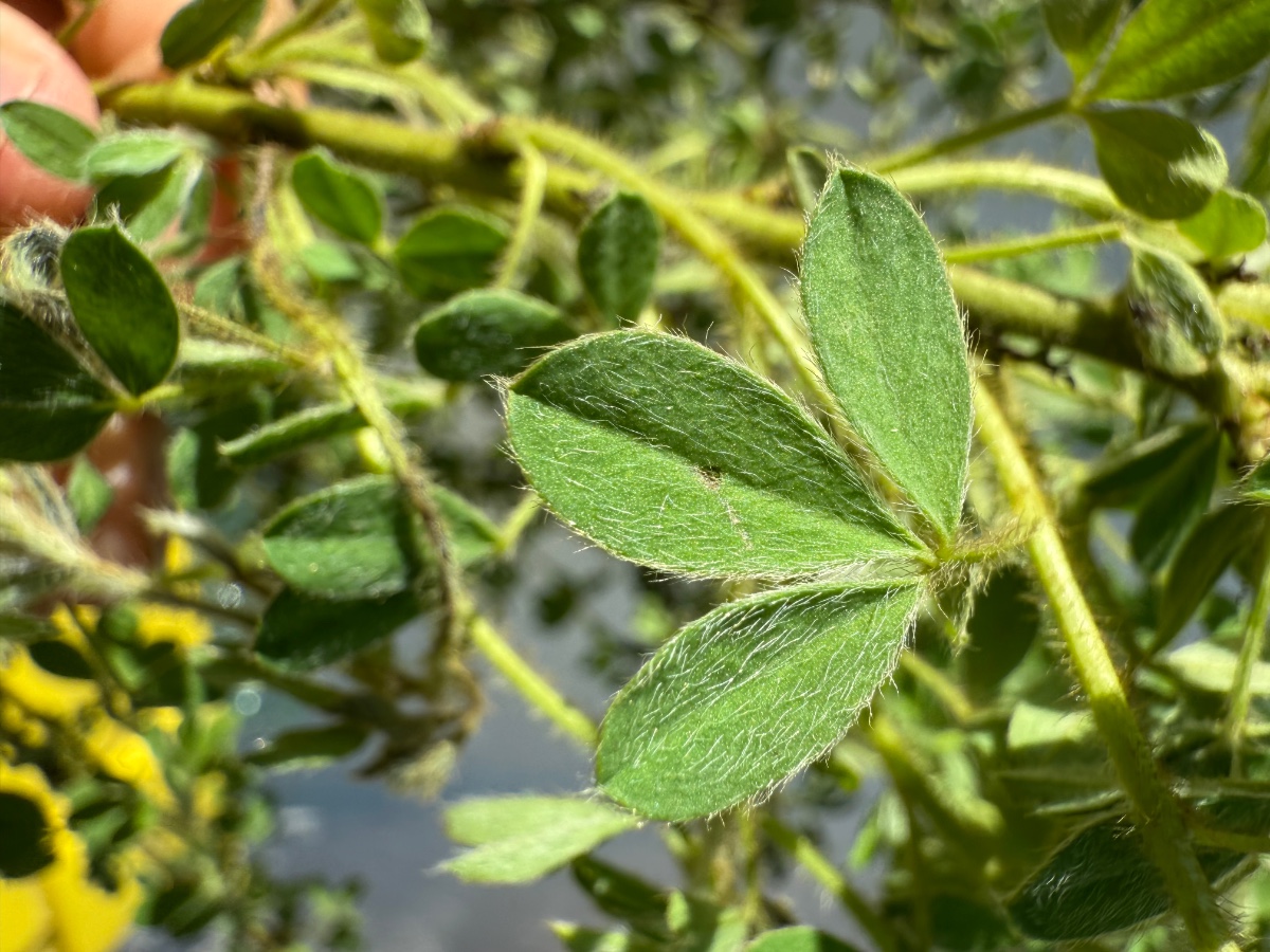 3 teiliges Blatt oberseits behaart