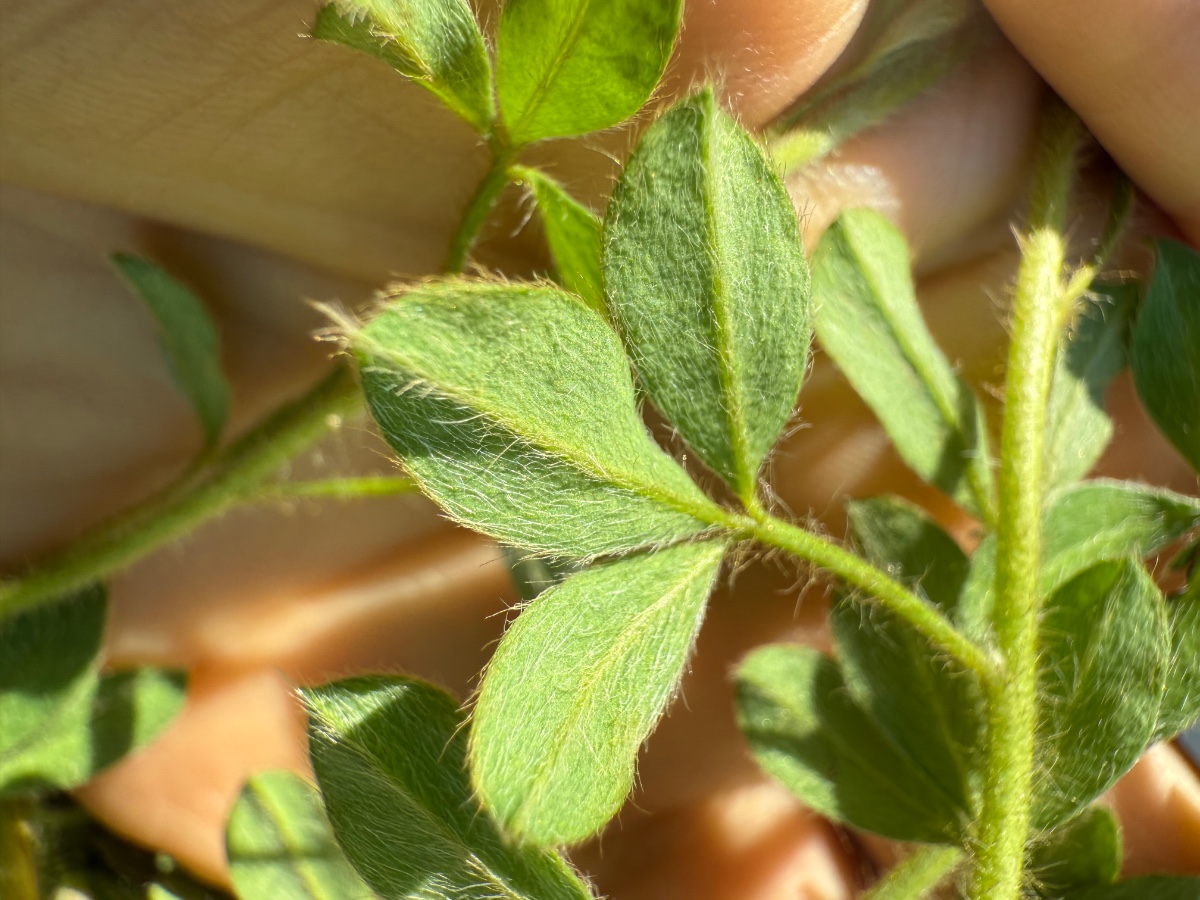 3 teiliges Blatt unterseits behaart