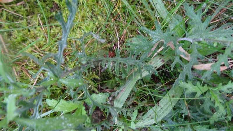 eher erucifolia-ähnliche Blätter