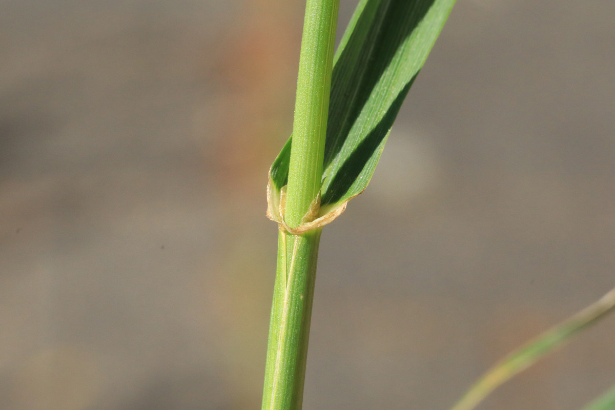 k-Lolium_06.jpg