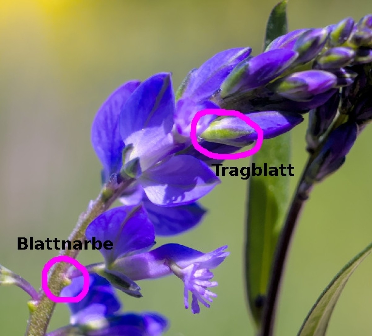tragblatt.jpg