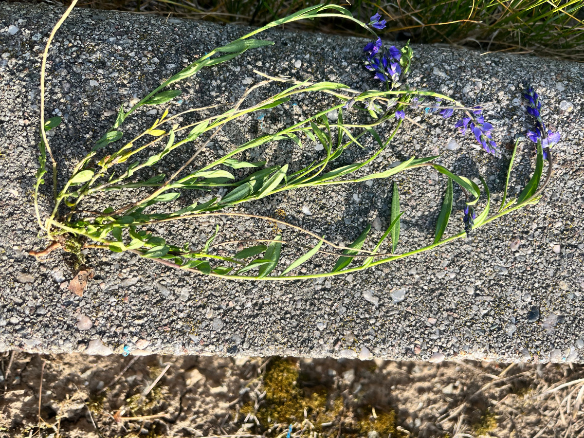 Polygala vulgaris („Serpentinsteinbruch-Sippe“)