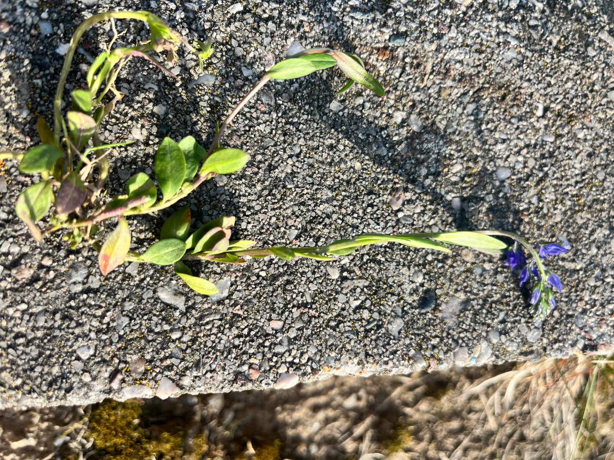 Polygala amara agg.? („Karl-May-Höhlen-Sippe“)
