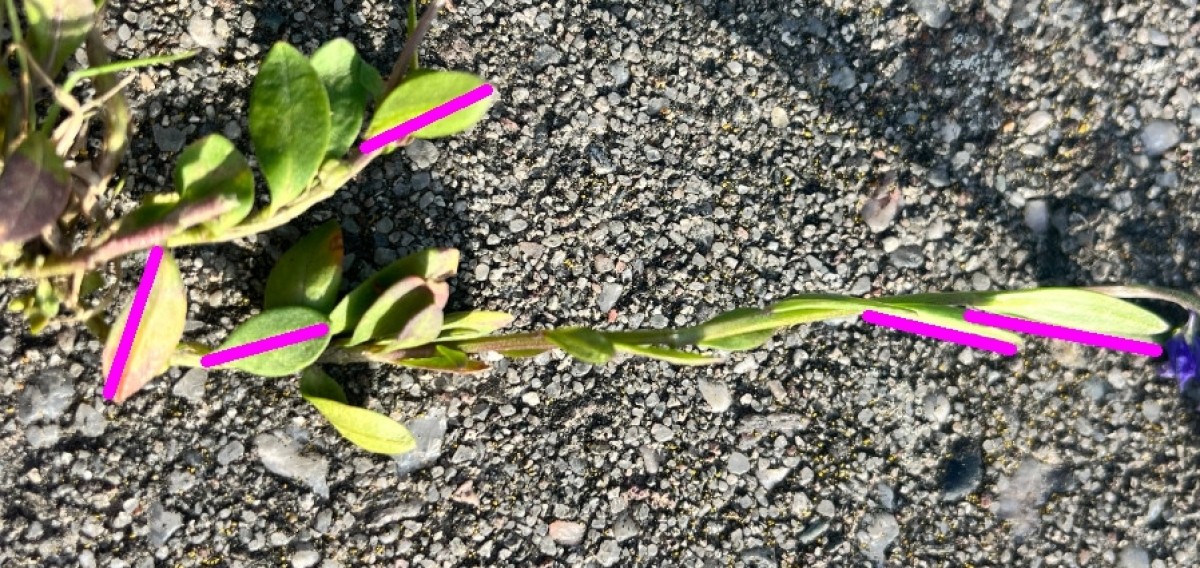 blatt.jpg