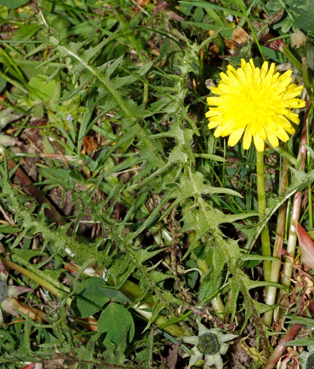 Taraxacum glauciniforme Berggarten Hannover 25-139 A01.jpg