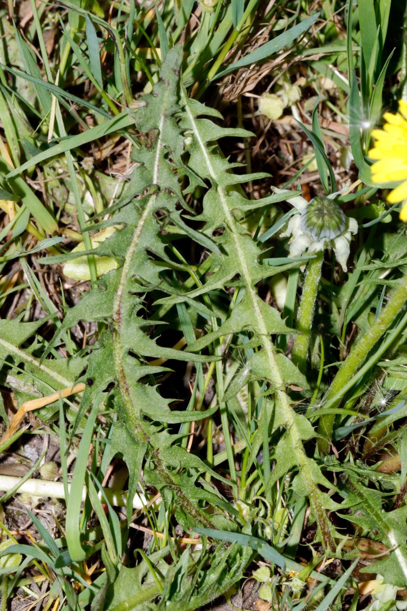 Taraxacum glauciniforme Berggarten Hannover 25-140 A06.jpg