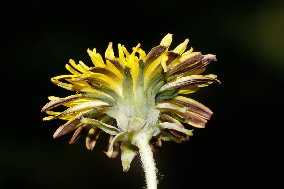 Taraxacum glauciniforme Berggarten Hannover 25-142 A02.jpg