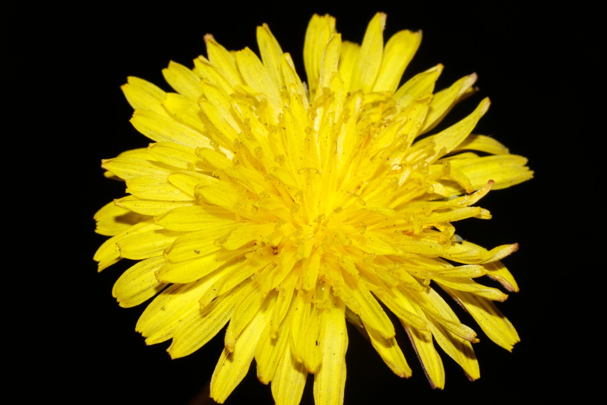 Taraxacum glauciniforme Berggarten Hannover 25-142 A05.jpg