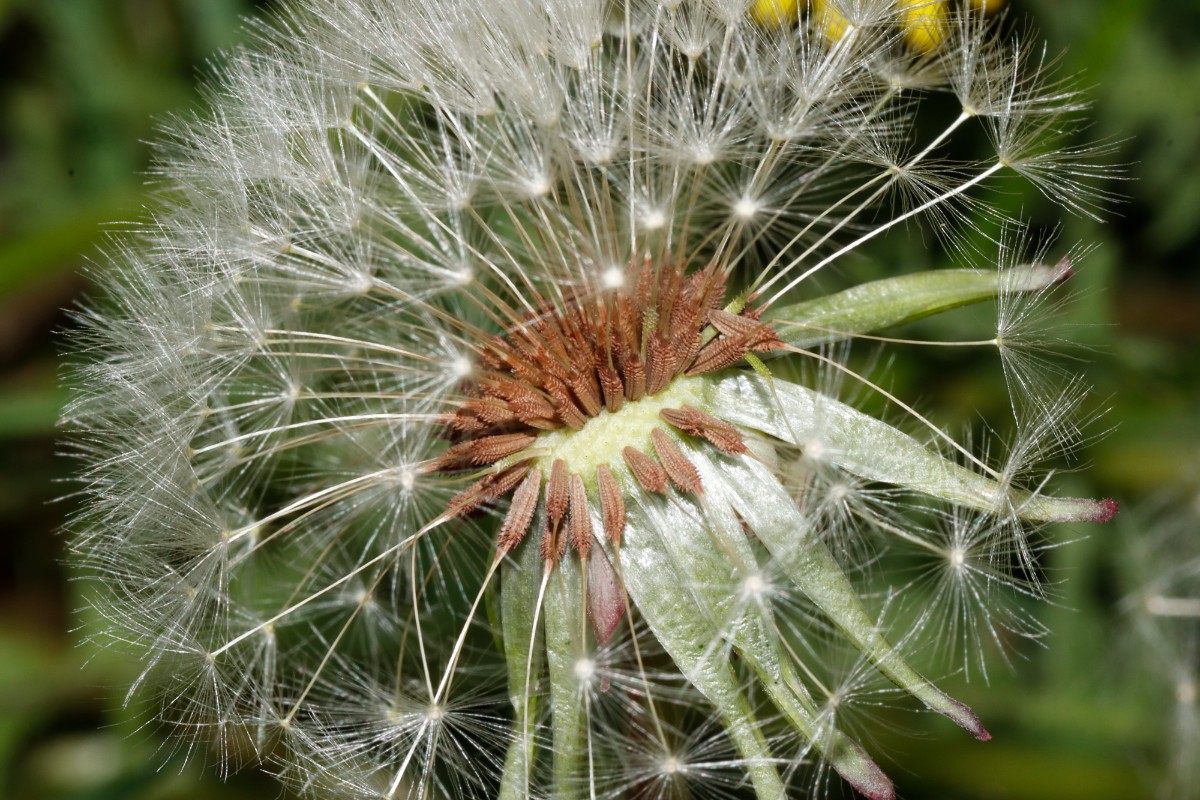 Taraxacum glauciniforme Berggarten Hannover 25-146 A11.jpg