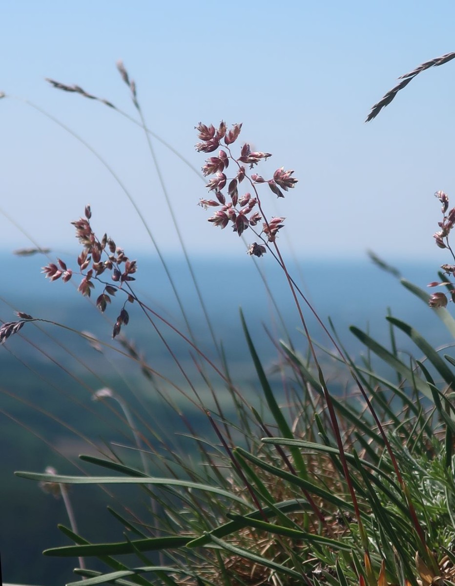 2025-05-13_Poa badensis 2_Staffelberg.jpg