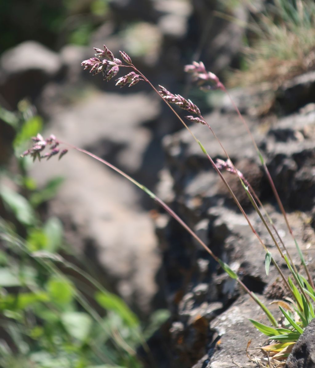 Poa badensis 8_Staffelberg_2025-05-13.jpg