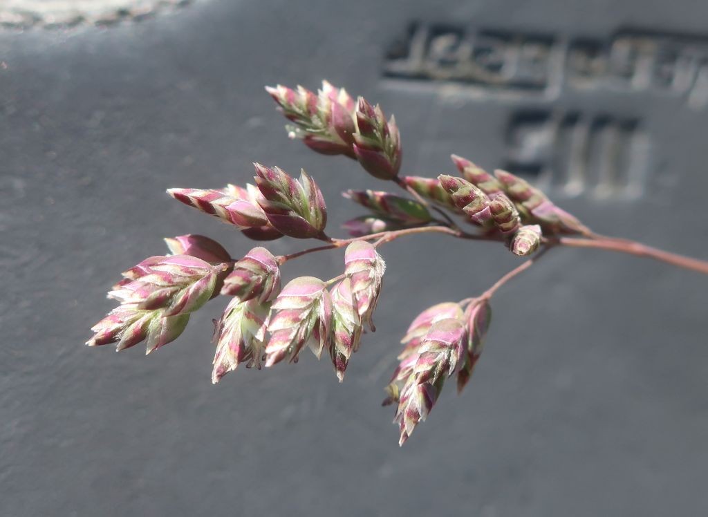Poa badensis 2_Staffelberg_2025-05-13.jpg