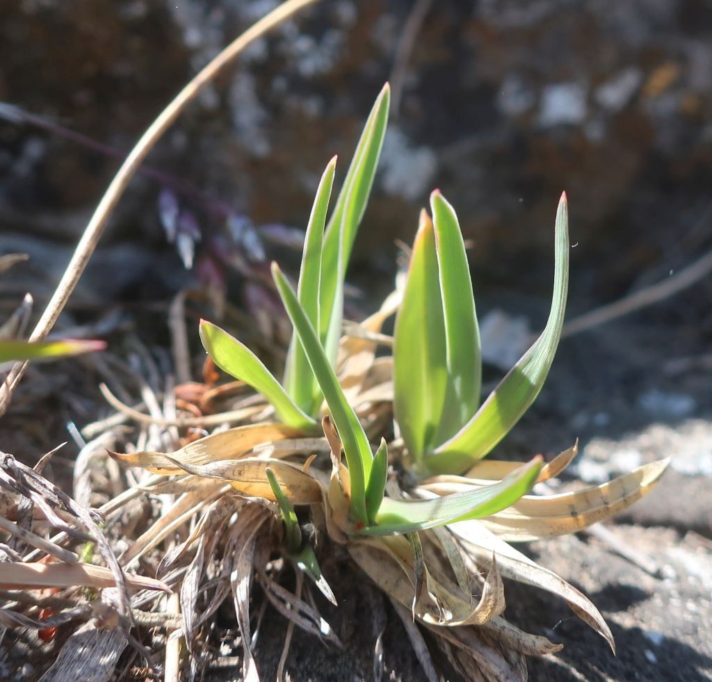 Poa badensis 7_Staffelberg_2025-05-13.jpg