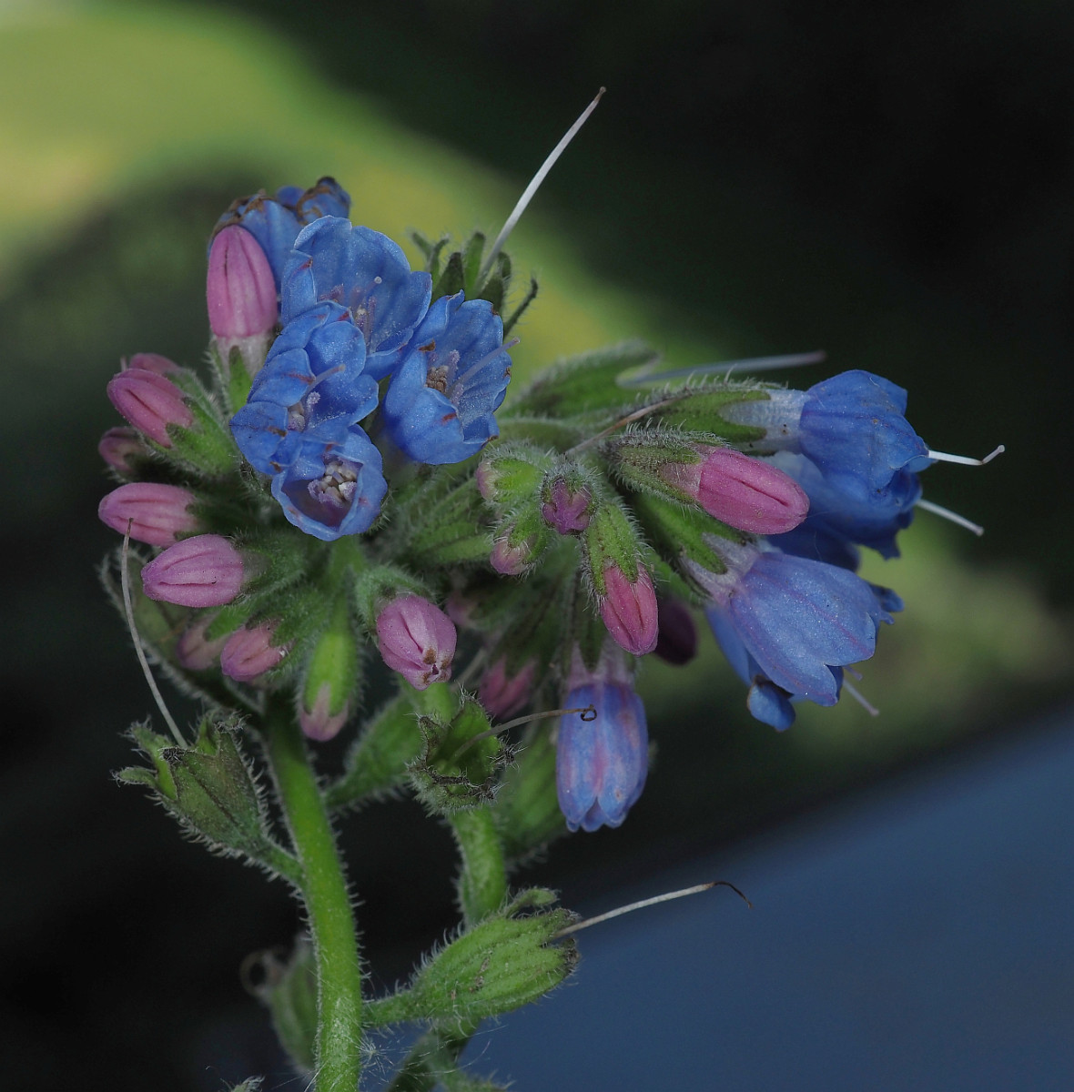 P5062618_DxO_Blüten_1296x1318.jpg