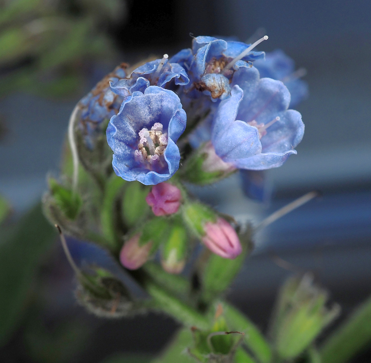 P5062630_DxO_Blüte_von_vorne_1296x1266.jpg